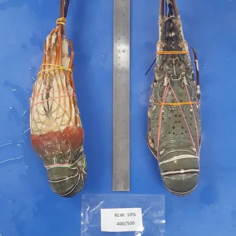 Premium Seafood