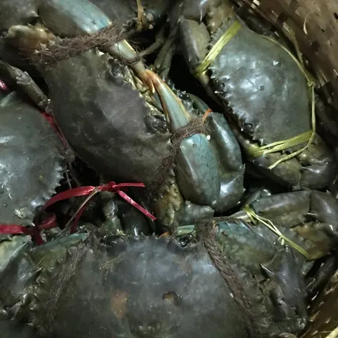 Tied mud crabs